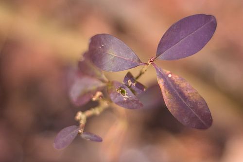 Trois feuilles violettes
