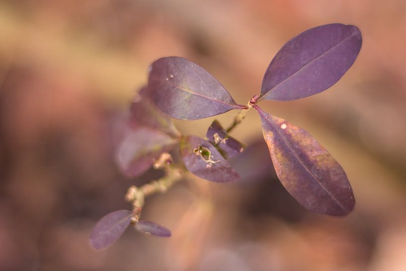 Trois feuilles violettes par JWB Fotografie