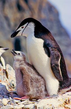 Liggende pinguïn met kuikens van Tom River Art