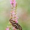 Vlinder, de zebravlinder, Heliconius charitonia, passiebloemvlinder van Gabry Zijlstra