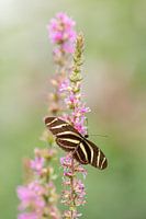Schmetterling, Der Zebrafalter, Heliconius charitonia, Passionsblumenfalter