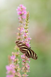 Schmetterling, Der Zebrafalter, Heliconius charitonia, Passionsblumenfalter