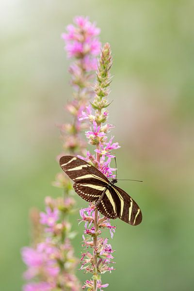 Schmetterling, Der Zebrafalter, Heliconius charitonia, Passionsblumenfalter von Gabry Zijlstra