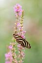 Vlinder, de zebravlinder, Heliconius charitonia, passiebloemvlinder van Gabry Zijlstra thumbnail