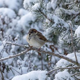 Le petit moineau en hiver sur Christina Bauer Photos