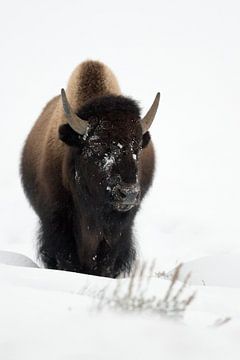 American Bison, young bull, walking through deep snow, frontal shot, Yellowstone, Wyoming, USA by wunderbare Erde