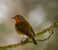 Beautiful Little Robin