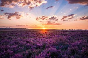 Zonsondergang op de Ginkelse heide In Ede van Nicky Kapel