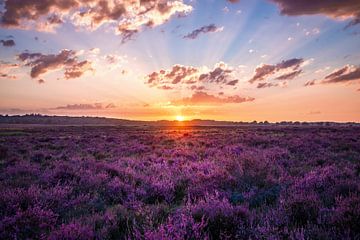 Sonnenuntergang in der Ginkel-Heide von Nicky Kapel