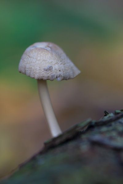 Paddenstoel op boomstam by Mariska Geschiere
