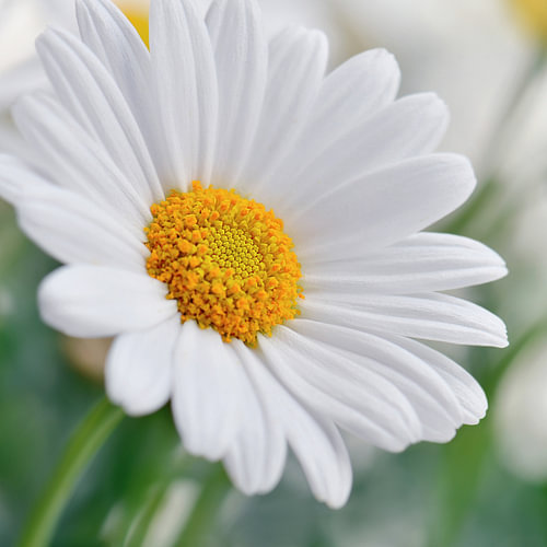 Daisy by Violetta Honkisz