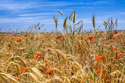 Klaprozen in het korenveld