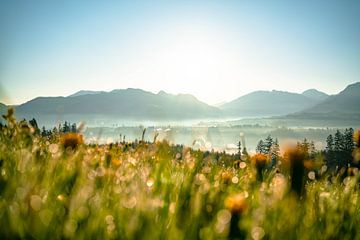 Lever de soleil avec vue sur les montagnes de l'Allgäu sur Leo Schindzielorz