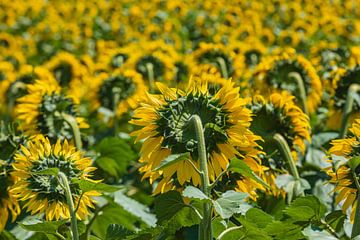 veld met zonnebloemen in volle bloei van gaps photography