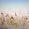 Abstract Dew Drops Macro Photography Wall Art by Diana van Tankeren