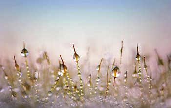 Abstracte Foto Van Dauwdruppels Op Mos In Pastelkleuren