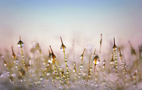 Abstracte Foto Van Dauwdruppels Op Mos In Pastelkleuren