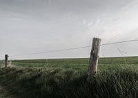 Weiland met prikkeldraad