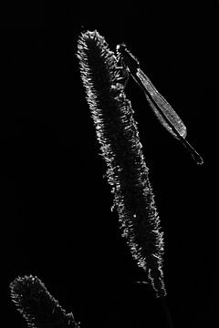 Schwarz-weiße Silhouette einer Kleinlibelle auf Gras von Gert van Lagen