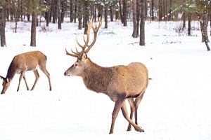 Rotwild auf der Hoge Veluwe, Niederlande, im Winter