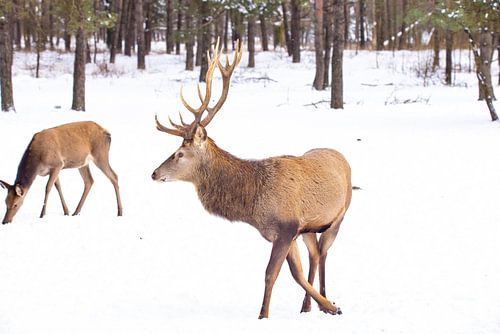 Edelherten op de Hoge Veluwe, Nederland, in winter
