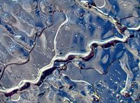 Shades of Winter (Shapes in Ice)