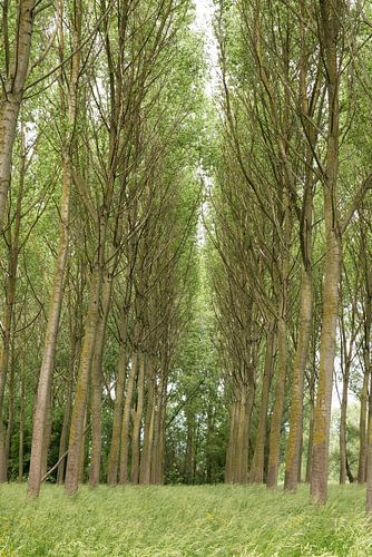View over the Flemish woods around Lebbeke