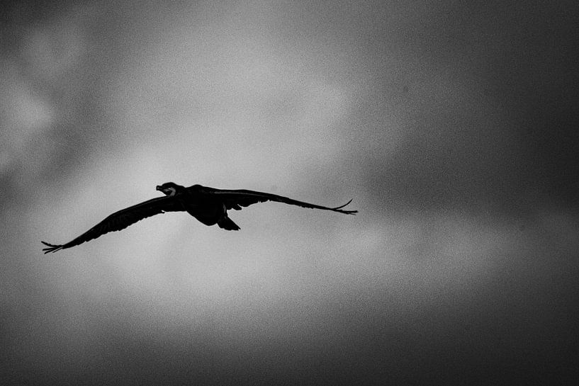Aalscholver in vogelvlucht van Erwin van Eekhout
