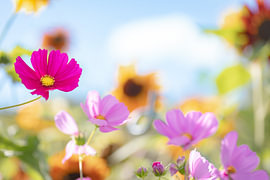 Kleurrijke bloemen 2