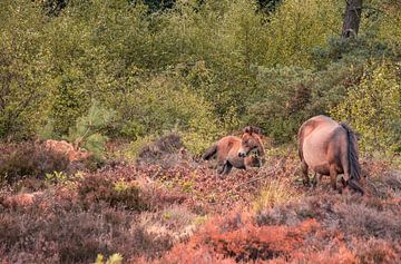 Young horse von Nynke Nicolai