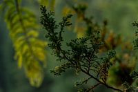 Conifer branch