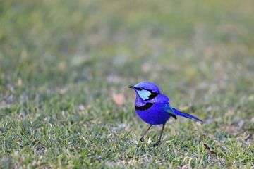 Australian Rhapsody in Blue: een mannetje Prachtelfje (Malurus splendens) van Rini Kools