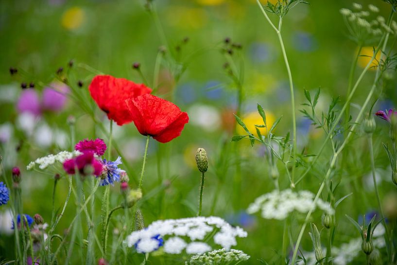 Flower Field by Evelien Scholten