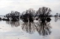 Hoge waterstand van de rivier de Waal van Kees van Dun thumbnail