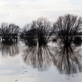 Hoge waterstand van de rivier de Waal van Kees van Dun