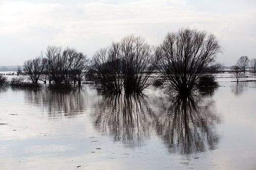 Niveau d'eau élevé de la rivière Waal