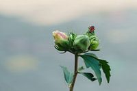 Vuurwants op hibiscus