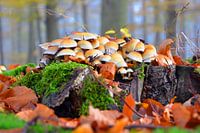 Herfst in de Achterhoek