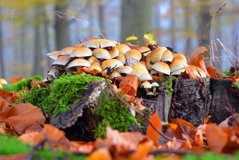 Herfst in de Achterhoek by Jaimy Buunk