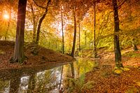 Étang forestier entouré de magnifiques couleurs d'automne