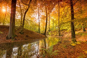 Bosven omringt door prachtige herfstkleuren