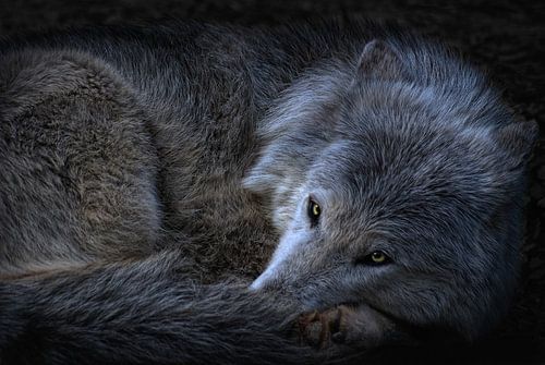 instinct de base sur Joachim G. Pinkawa