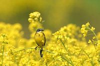 Yellow Wagtail in the Rapeseed
