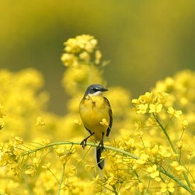 Yellow Wagtail in the Rapeseed by Ton Valk
