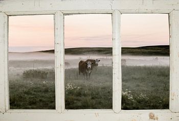 Boerderijraam met koeienweide
