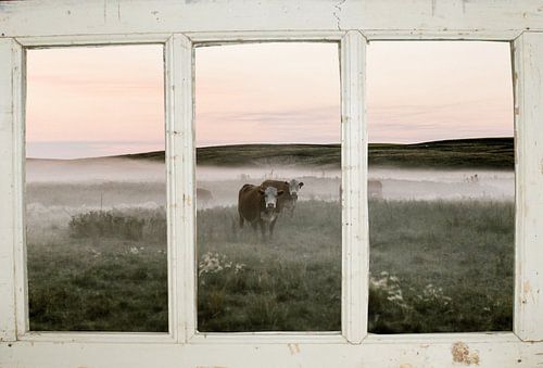 windowview meadow cows