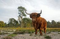 Highland Cattle *Bos primigenius taurus* van wunderbare Erde thumbnail