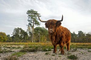 Highland Cattle *Bos primigenius taurus* sur wunderbare Erde