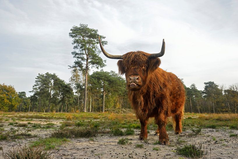 Highland Cattle *Bos primigenius taurus* van wunderbare Erde