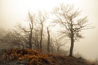 Magical evening atmosphere on a mountain in the Lusatian Mountains